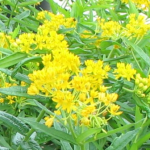 Hello Yellow Butterfly Weed